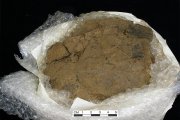 early Neolithic carinated bowl (photo courtesy of Glasgow University)